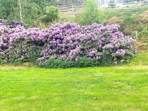 A lush green lawn with a dense shrubbery of purple flowers. - 4 Star Holiday Home in Musko (Muskö)