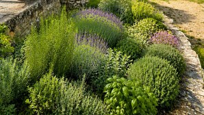 Un jardin avec différentes espèces de plantes, un mur de pierre et un ciel bleu dégagé.
