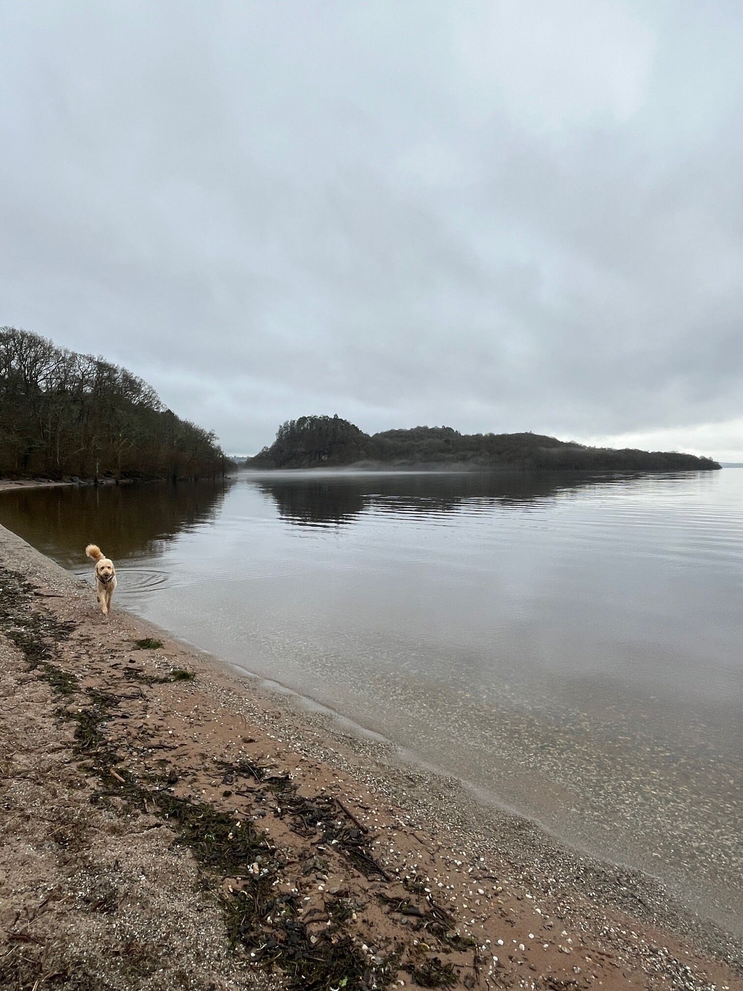 Un lac paisible, avec un chien qui se promène le long de la rive, entouré d’arbres et de collines.