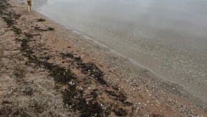 A calm lake with a dog walking along the shore, surrounded by trees and hills. - Large house Drymen Village with Health club access (Drymen)