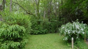 Un jardin luxuriant, d’un vert profond, avec un feuillage dense et un petit arbuste à fleurs blanches.