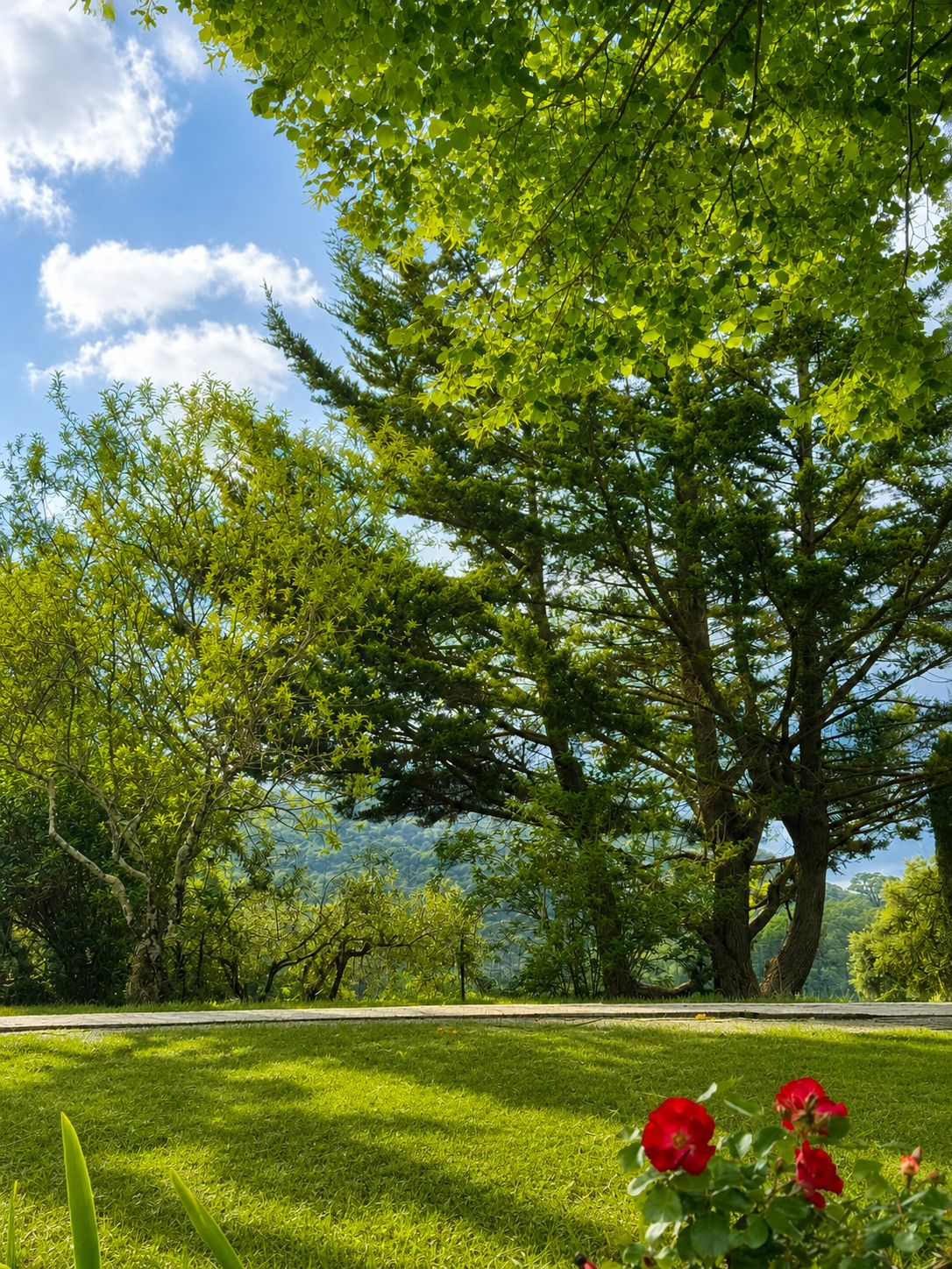 A park with a large tree, grass, and a clear sky.