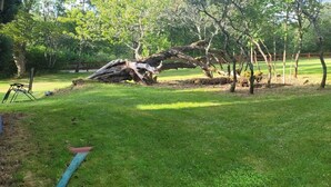Un espacio al aire libre con césped, árboles, un tronco caído y una valla de madera.