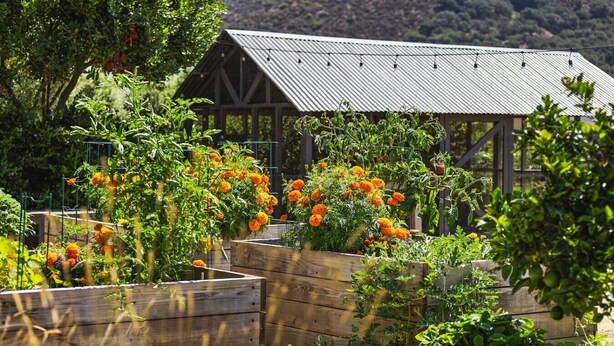 A garden with raised beds, a wooden structure, and a metal roof in the background.