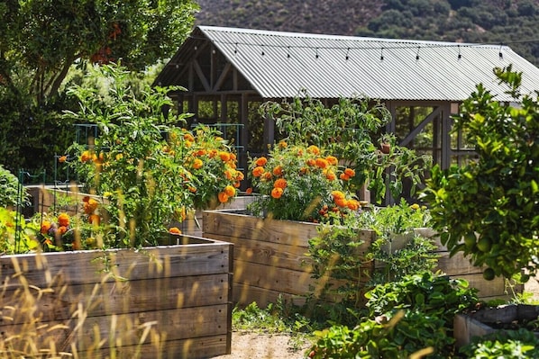A garden with raised beds, a wooden structure, and a metal roof in the background.