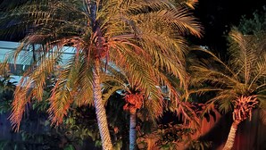 A well-lit palm tree with a decorative base, surrounded by grass and other plants. - Rabelo’s House
Awesome 5-bedroom house with AC in charming Tampa (Tampa)