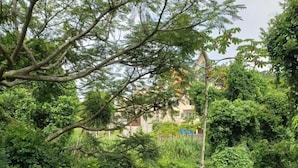 A view of a lush green garden with dense foliage and a building in the background. - Casa Arrô Pousada Boutique (Itajaí)