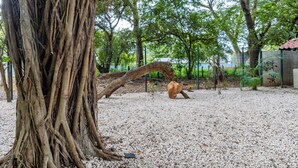 Un arbre aux racines profondes et à la branche courbée, situé dans une zone graveleuse.