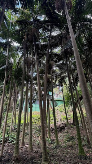 A dense forest of tall palm trees with a green building in the background.
