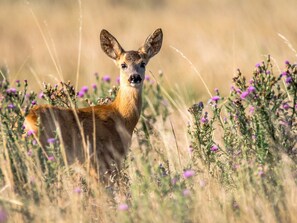 A deer in a field with purple flowers.