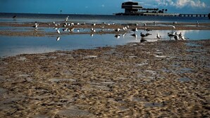 Una playa con aves, un muelle y un edificio al fondo.