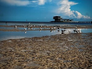 A beach with birds, a pier, and a building in the background. - Cozy 3BR Double Gallery Bayfront Cottage in Magical Old SE St. Petersburg (St. Petersburg)