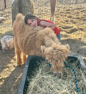 A person interacting with a llama in an outdoor enclosure with hay and a feeding trough.