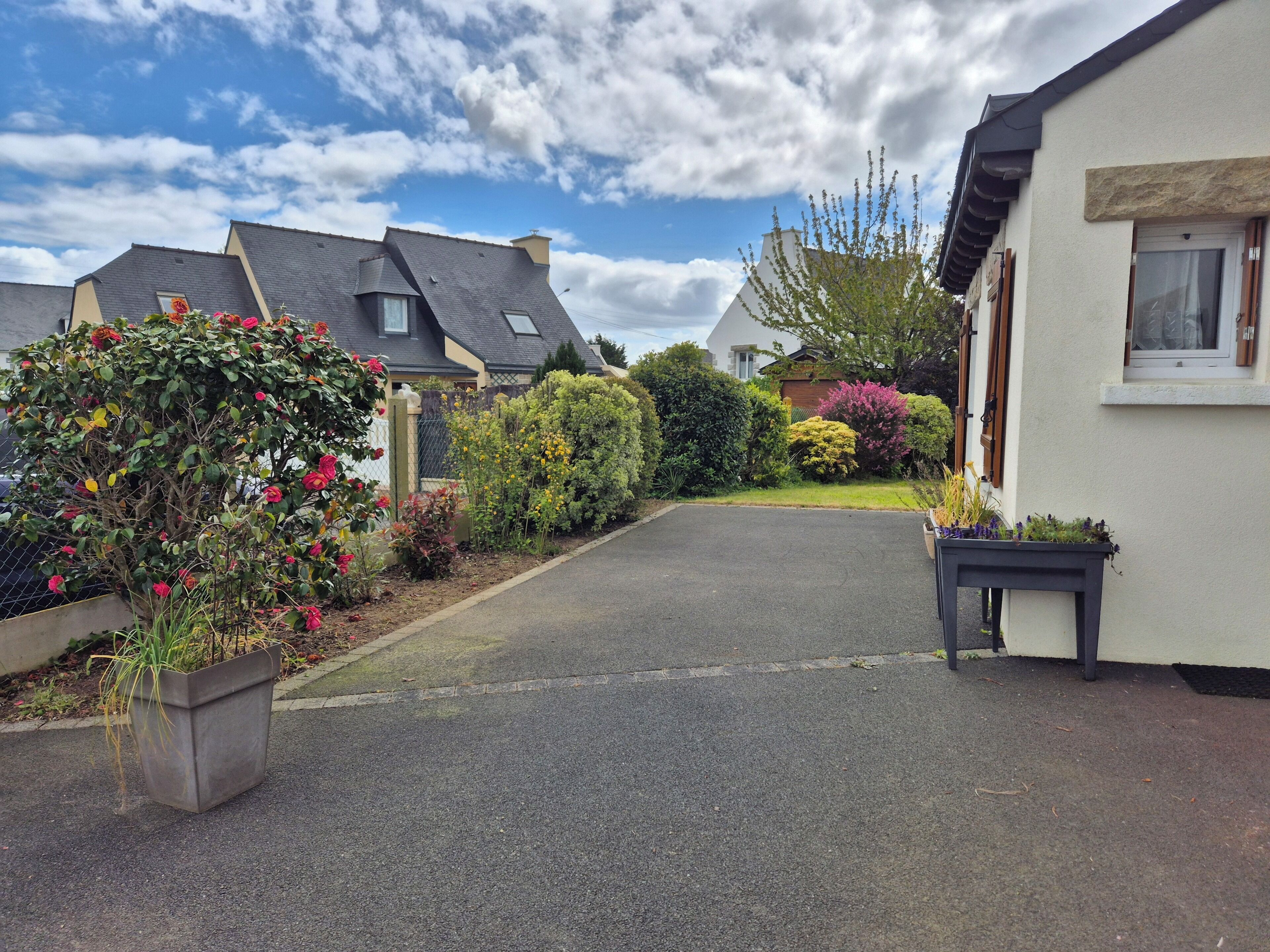 A residential street with houses, a paved driveway, and various plants.