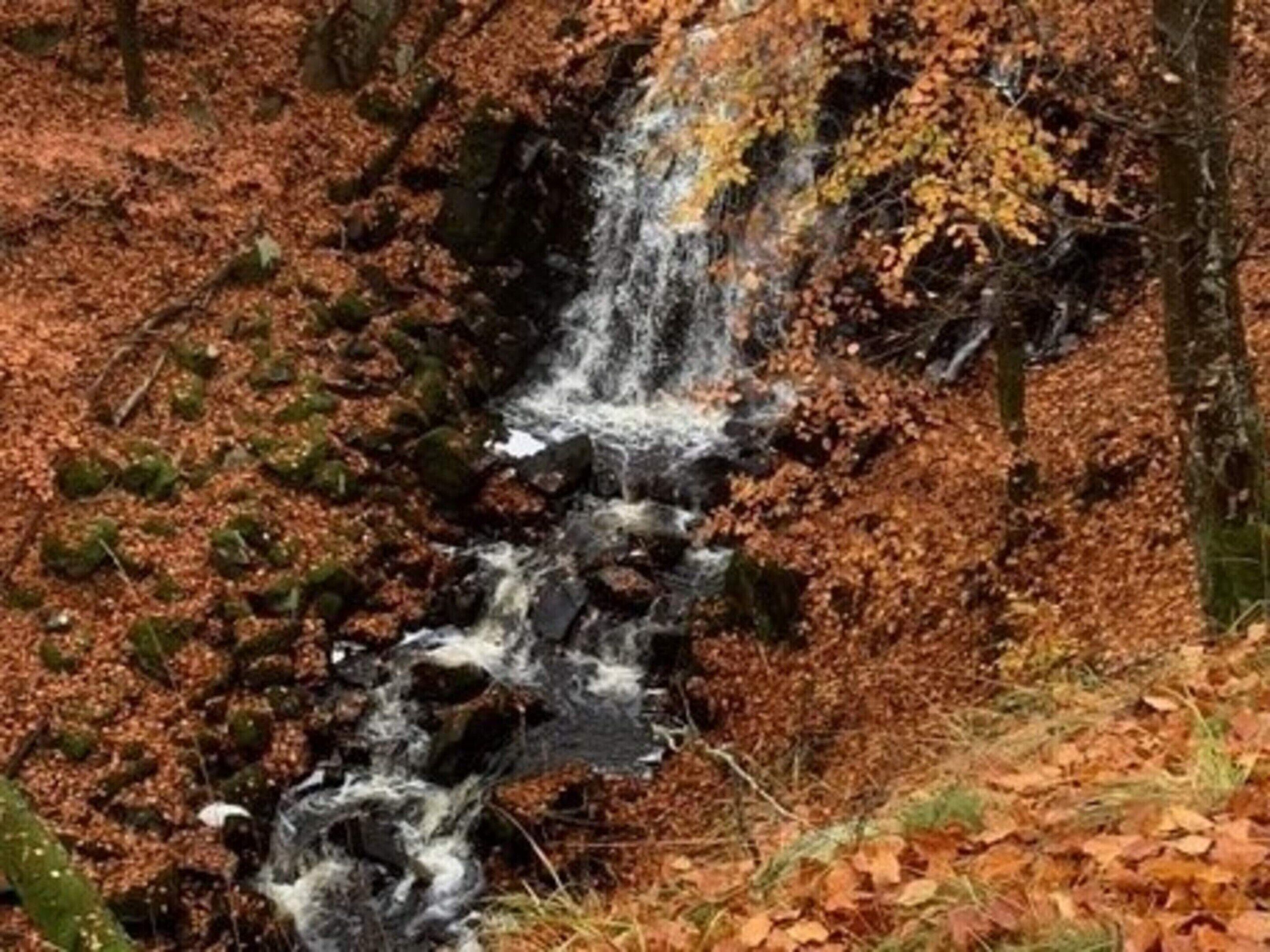 Ett vattenfall i ett skogsområde med höstlöv.