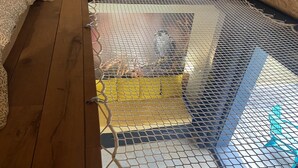 A room with a wooden floor, a mesh window, and a yellow object on the floor. - LE FAUCON PELERIN - TOURNAVAUX (TOURNAVAUX)