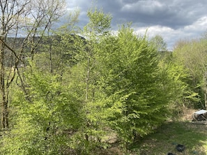 Un bosque denso con diversas especies de árboles, una zona cubierta de hierba y una cadena montañosa distante bajo un cielo nublado.