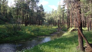 A forested area with a stream, tall trees, and a grassy bank. - Beaver Creek Guest Ranch is your scenic getaway. (Blue)