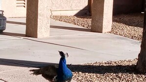 Un pavone che cammina nei pressi di una piscina con un edificio sullo sfondo.