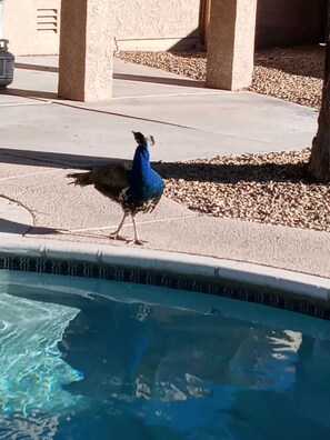 Pool - We Love Families: 2-Acre Vegas Country Retreat (Las Vegas)