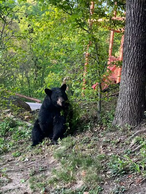 Property grounds - Fox Hollow Hideaway - Cabin (Gatlinburg)