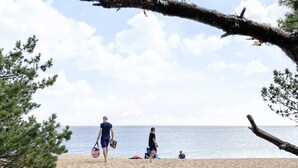 Een zandstrand met uitzicht op de oceaan, een omgevallen boom en pijnbomen.