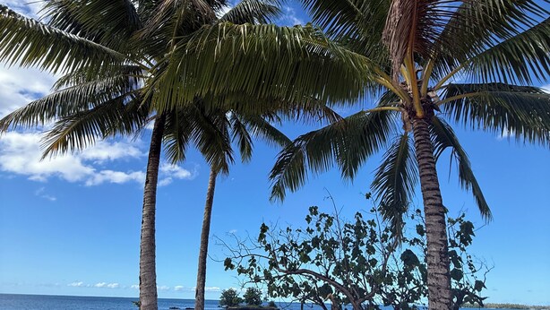 A beach with palm trees and a clear blue sky. - Le TeRava (Raiatea)