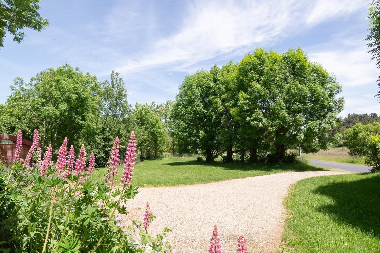Un chemin de gravier traverse un paysage verdoyant, parsemé d’arbres et de fleurs roses.