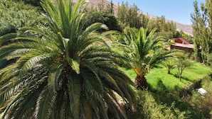 Un exuberante jardín con palmeras y montañas al fondo.