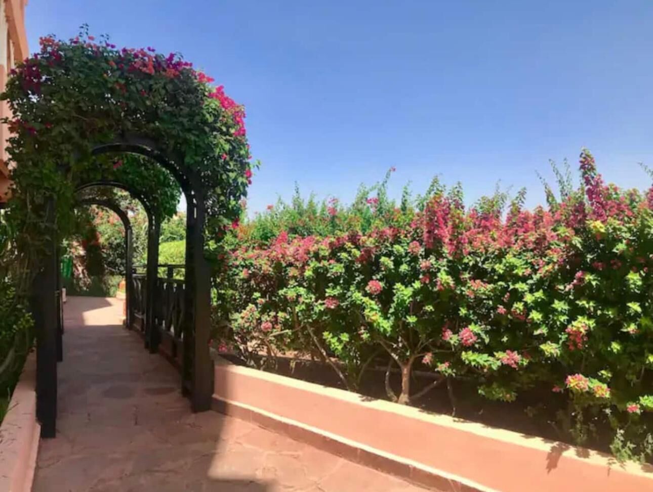 A pathway with a pergola covered in flowering vines, leading to a building.