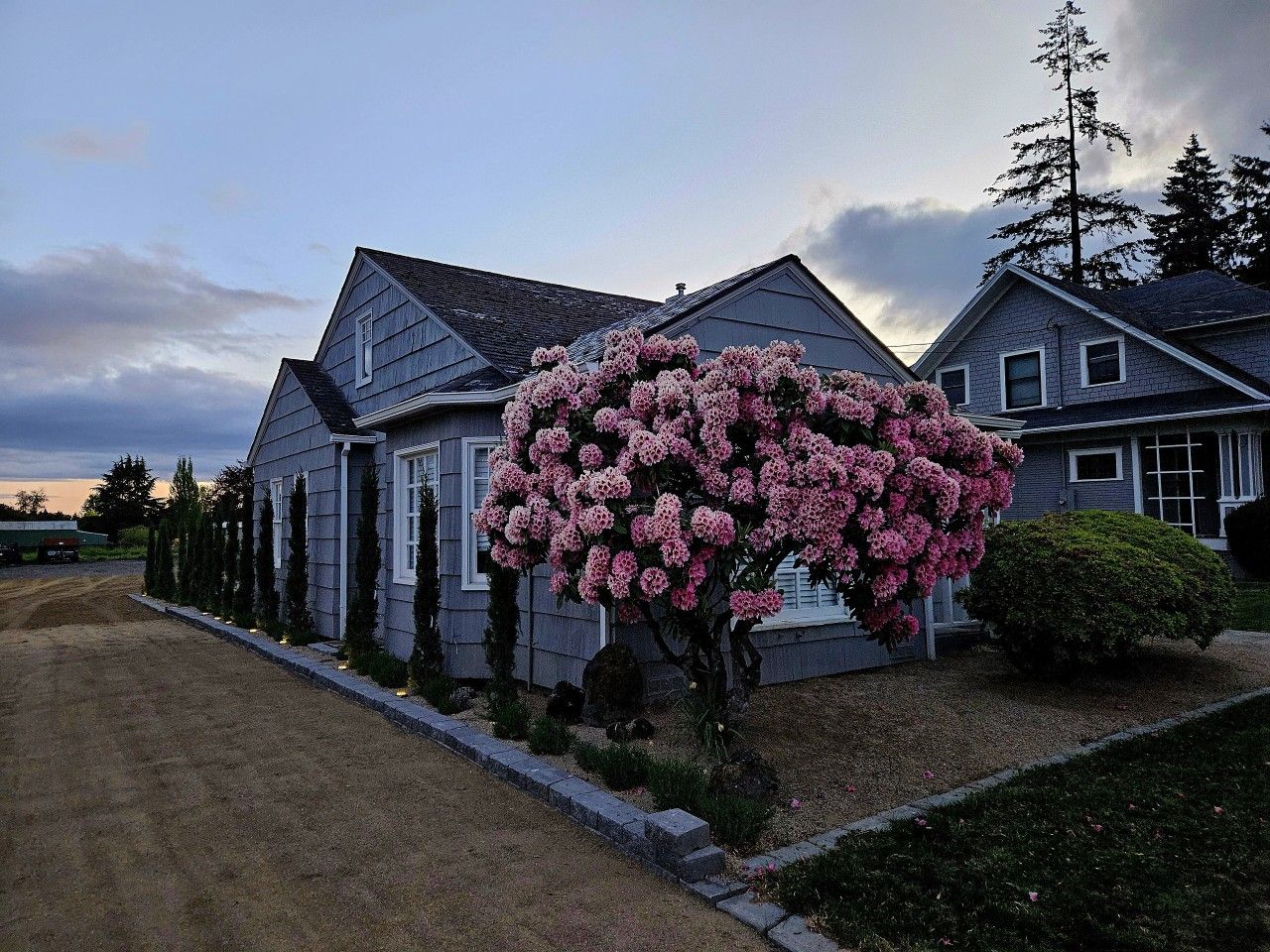 A residential house with a driveway, a large flowering tree, and a well-maintained lawn.