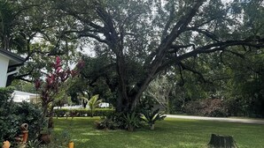 A large tree in a well-maintained grassy area with a paved path and potted plants. - Private pool, family friendly home with playground, BBQ, and spacious backyard. (Plantation)
