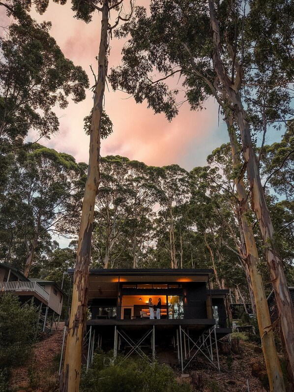 Une cabane moderne perchée dans un arbre, dotée d’une terrasse et entourée d’eucalyptus, sous un ciel rose.