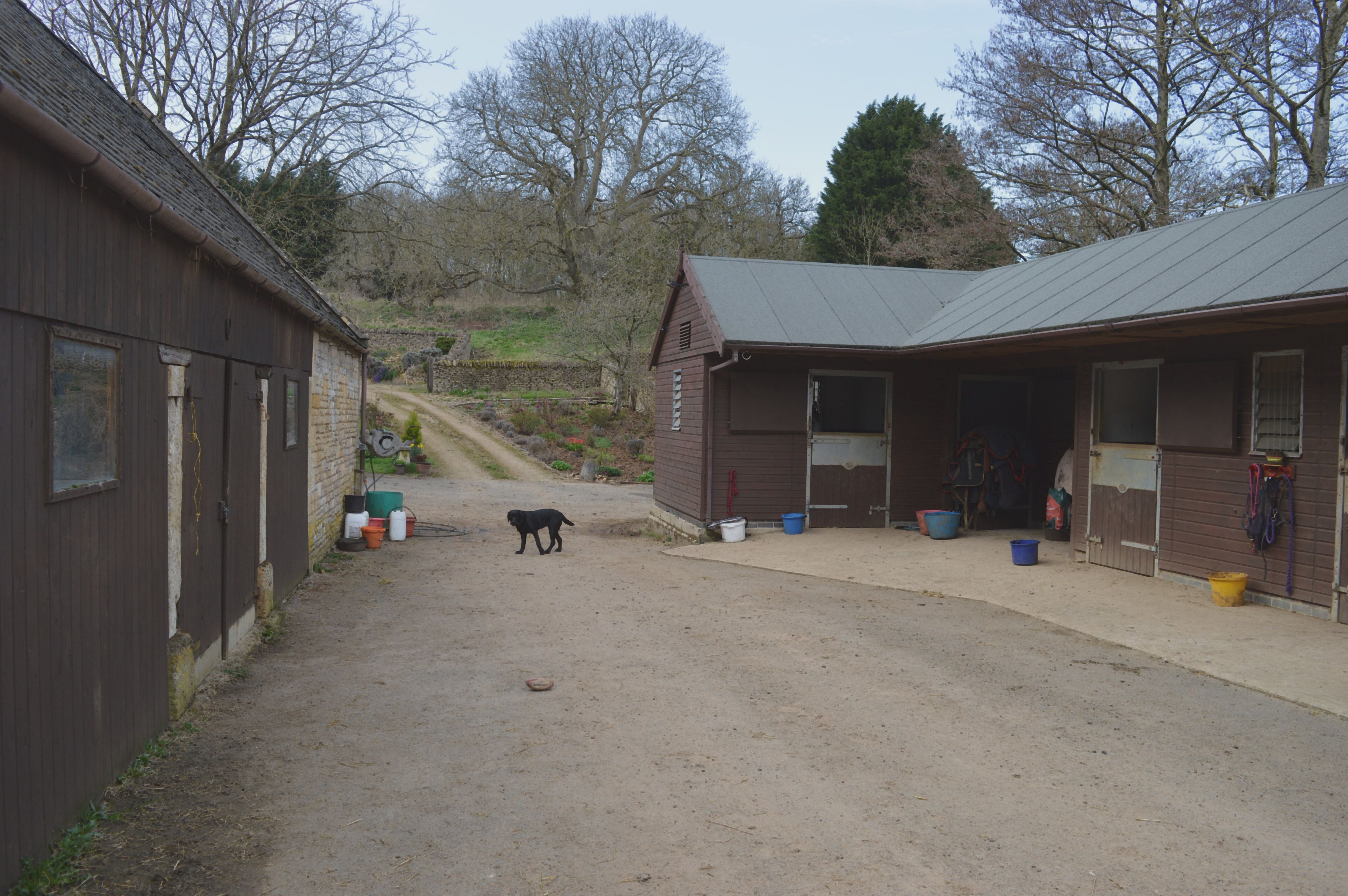 A stable with a dirt path leading to it, a dog walking on the path, and a fenced area with horse tack visible.