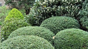 Un jardín ajardinado con setos cuidadosamente recortados y un muro de ladrillo al fondo.