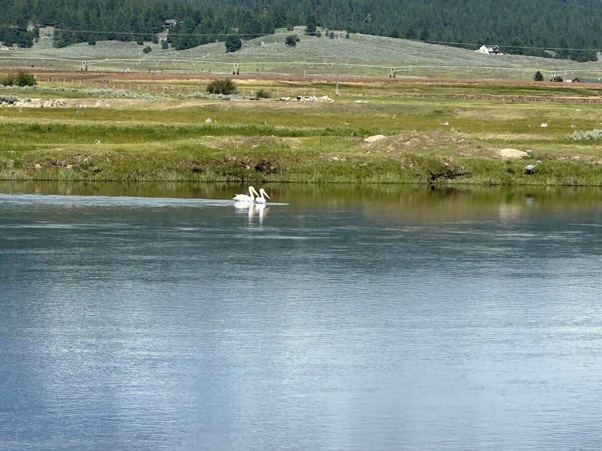 A calm lake with swans, surrounded by grassy fields and distant hills.