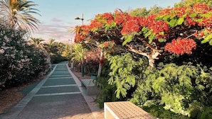 A pathway lined with lush greenery and flowering trees. - Casa Del Sol Rio in Costa Calma (Pajara)
