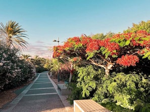 Un sentier bordé d’une végétation luxuriante et d’arbres en fleurs.