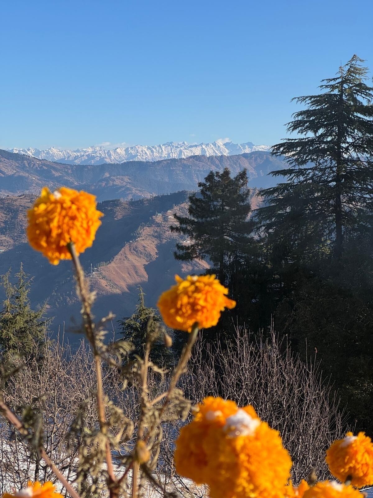 Paisaje montañoso con picos nevados, cielo despejado y un primer plano de flores naranjas.