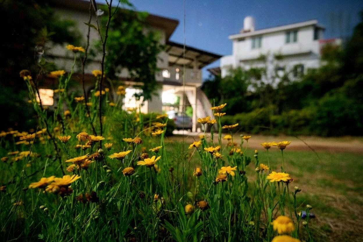 Un jardín con flores amarillas en primer plano y un edificio al fondo.