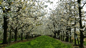 Un sendero bordeado por árboles con flores blancas.