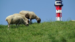 Un faro, una colina cubierta de hierba y tres ovejas pastando.