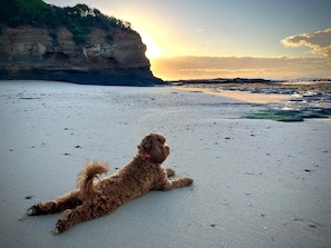 Ein Hund liegt an einem Strand, im Hintergrund ein Fels und das Meer.