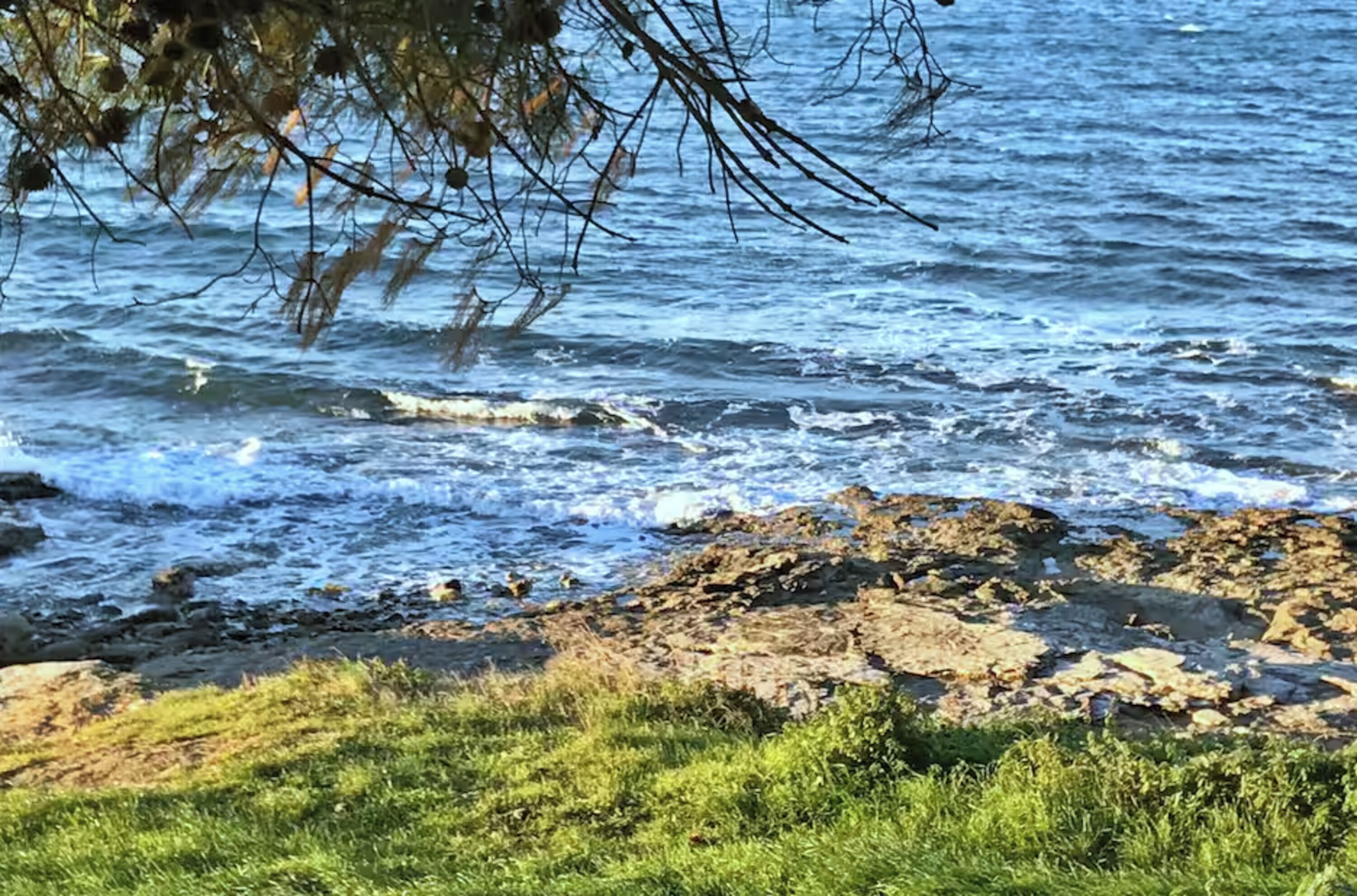 A rocky shoreline with waves, grass, and tree branches overhanging.