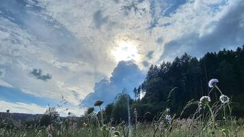 A natural landscape with a field of wildflowers and a forest in the background.