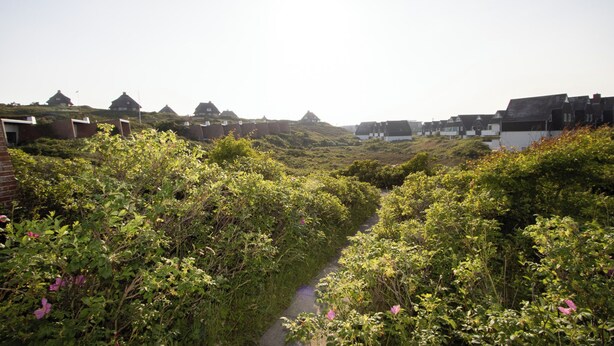Ett lantligt landskap med hus på en sluttning, en smal stig och tät vegetation.