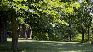 Un parque con árboles y césped.