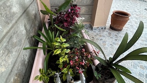 Eine Pflanzengruppe in Töpfen auf einem Balkon mit Fliesenboden und Metallgeländer.