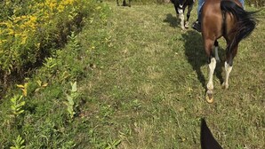 Un groupe de personnes fait de l’équitation sur un sentier herbeux bordé d’arbres et parsemé de fleurs jaunes.