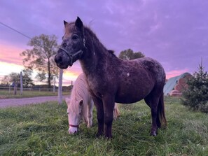 Två hästar betar på en gräsig äng med en lila himmel i bakgrunden.